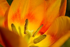 tulip-187890__180